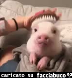 gif animata