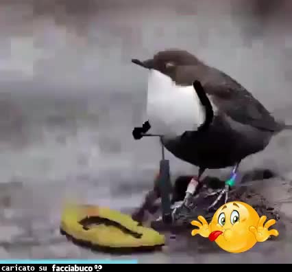 Gif Animata