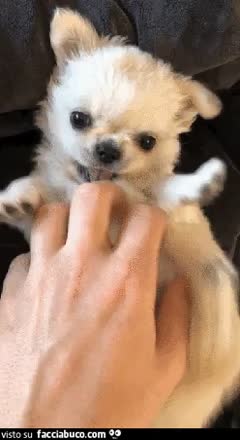 gif animata