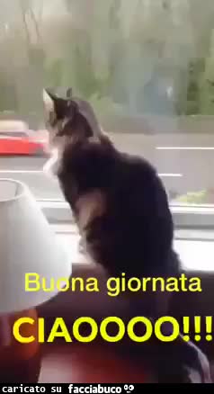 gif animata