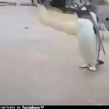 Pinguino che salta