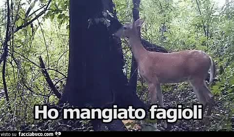 gif animata