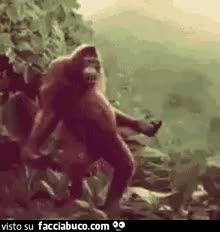 gif animata