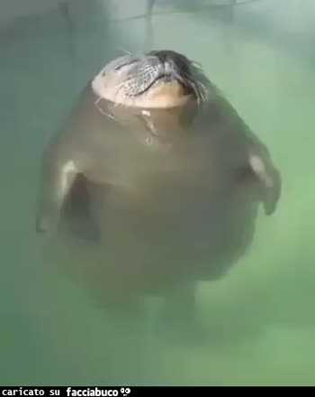 gif animata