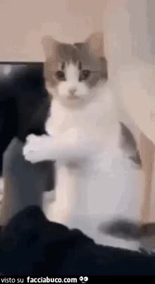 gif animata