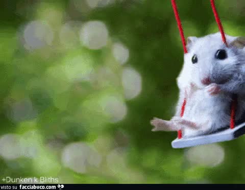 gif animata