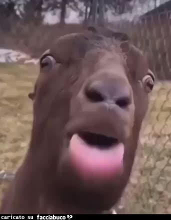 gif animata