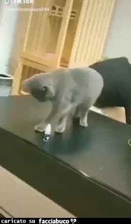 gif animata