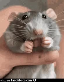 gif animata