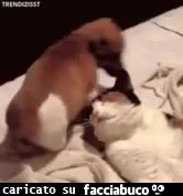 gif animata
