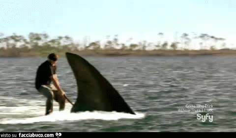 gif animata